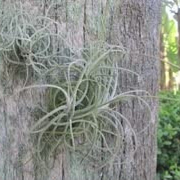 Bundles of 10 Foliage: Purifying Air Florida Plants - Picture 4 of 5